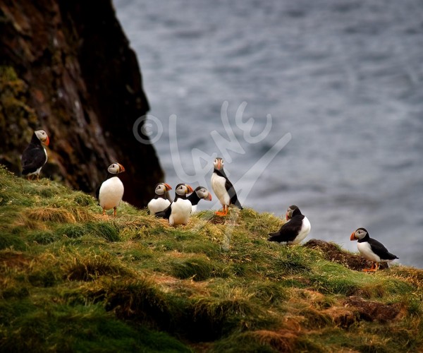 Puffins 